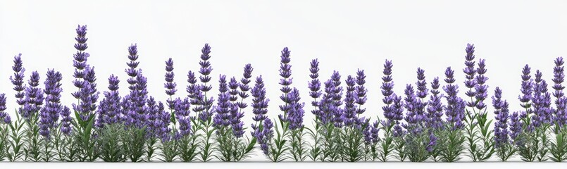 Naklejka premium Lavender field border, purple flowers on white