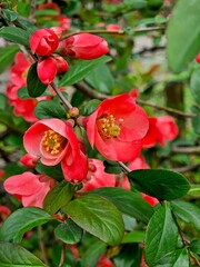 Spring twig with small red flowers in park (close-up). Flowering quince closeup