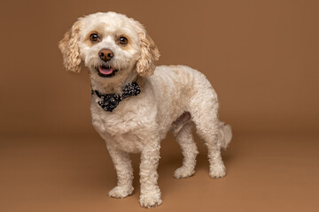 Cute Curly-Haired Dog Standing in Studio with Brown Background