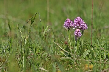 Dreizähniges Knabenkraut (Neotinea tridentata).