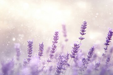 Naklejka premium Delicate lavender field bathed in soft sunlight.
