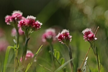 Weibliches Gewöhnliches Katzenpfötchen (Antennaria dioica)