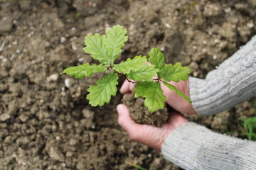 Mains tenant un plant de chêne, écologie, agronomie, agroforesterie et biodiversité