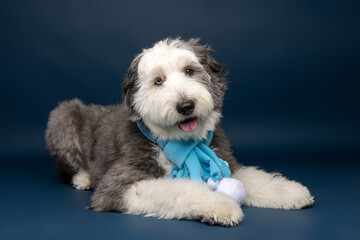 Fluffy Dog Lying Down in Blue Winter Scarf Against Dark Blue Studio Background