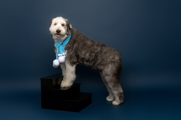 Fluffy Dog Wearing Blue Scarf Standing on Black Pet Stairs in Studio