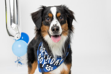 Australian Shepherd Dog Wearing Blue Birthday Bandana in Studio