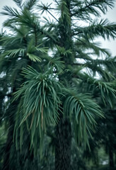 blurry photo of a palm tree