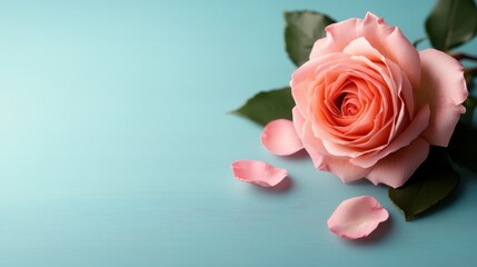 A stunning pink rose laid gracefully on a soft blue surface, conveying elegance and tranquility, perfect for floral and romantic themes in any artistic context.