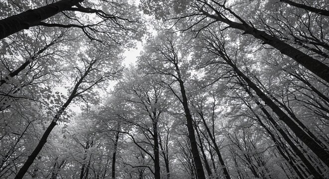 Majestic Black and White Forest Canopy A Stunning Upward View of Tall Trees