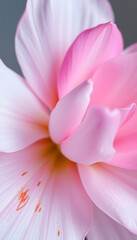 Fototapeta premium close up of a pink flower on a gray background