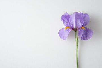 Purple iris flower blooming on white background