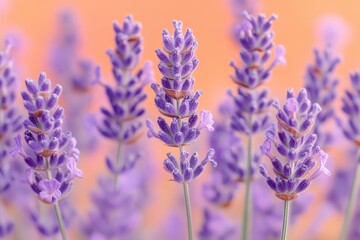 Obraz premium Close-up view of vibrant purple lavender blossoms.