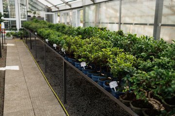 Bonsai trees on stand in garden center