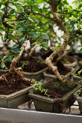 Close up of potted bonsai trees in greenhouse