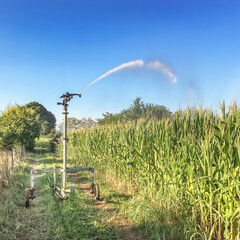 Farm field wheat growing field sprinkler