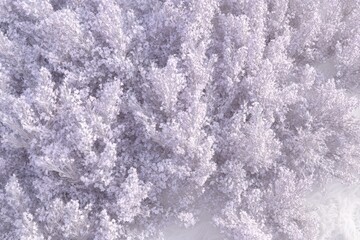 Obraz premium Aerial view of a snowy forest canopy.