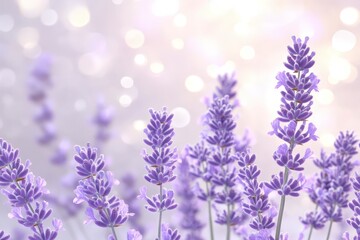 Obraz premium Soft lavender blossoms against a delicate bokeh background.
