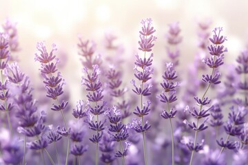 Obraz premium Soft, delicate lavender blossoms in a gentle field.