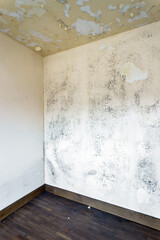 Moss and Mold spots on the ceiling on wall