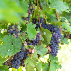 Growing grapes
