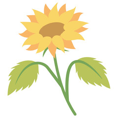 sunflower isolated on white