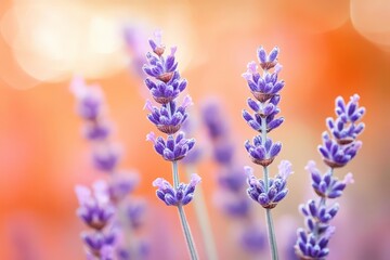 Obraz premium Delicate lavender blossoms in soft, warm light.