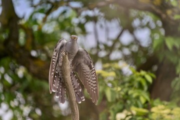 A Common cuckoo (Cuculus canorus) cuckoo sits on the branch. Wild bird in a natural habitat. Wildlife Photography. European cuckoo.