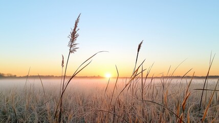 Fototapeta premium Frosty Sunrise in a Field of Grass frost sunrise field grass golden hour morning dawn nature cold