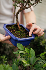 Faceless shot of florist checking soil of bonsai tree