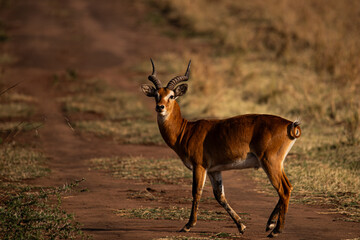 Dominant ugandan kob crossing the road