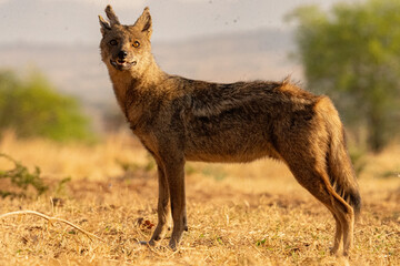 Old side-striped jackal with split ear