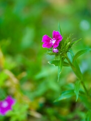 close up of Sweet William flower