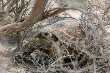An old Central Asian Tortoise (Agrionemys horsfieldii) is seeking shelter under a bush on the...