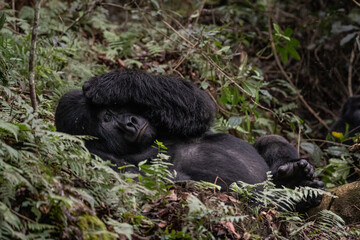 Mature silverback gorilla resting on the ground © Margaux
