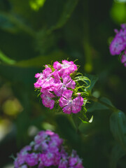 close up of Sweet William flower