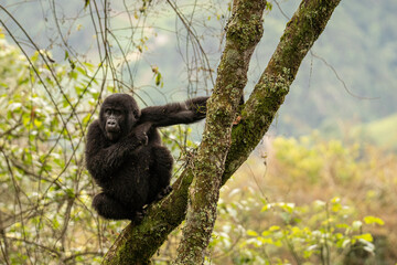 Young moutain gorilla playing in a tree
