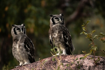 Couple of verreaux eagle owls at dusk
