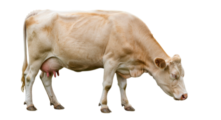 Isolated cow