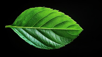 A highly detailed view of a green leaf displays its intricate veins and textures against a black backdrop, showcasing the beauty of nature&rsquo;s design.