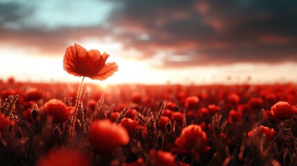 Obraz premium A beautiful field filled with bright red poppies under a stunning sunset, showcasing the contrast between colorful flora and a dramatic sky, evoking a sense of tranquility.