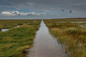 Marshland with Flooded Waterway Under Partly Cloudy Sky and Flying Ducks