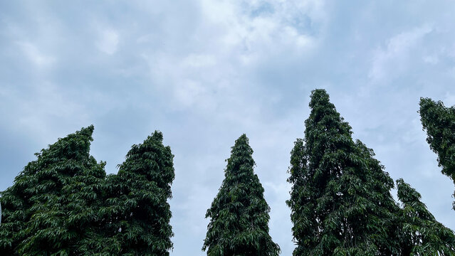 Tall Polyalthia Longifolia Trees Against Cloudy Sky