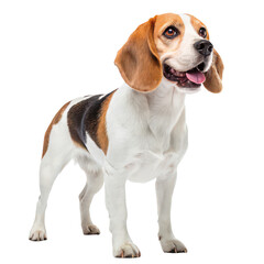 Beagle dog png cute beagle png pet dog png hound dog png beagle portrait png white background image