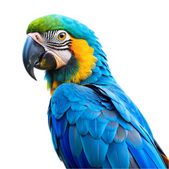 Fototapeta premium Stunning Blue and Gold Macaw: Vibrant Parrot Photo on Transparent background