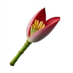 Banana flower blossom close up isolated on white background