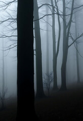 Obraz premium foggy forest filled with lots of trees