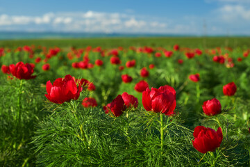 Blooming spring peonies flower field under bright sky, spring nature landscape with flowers awakening countryside spirit, radiant colors painting earth, outdoor serenity captured in blooming glory