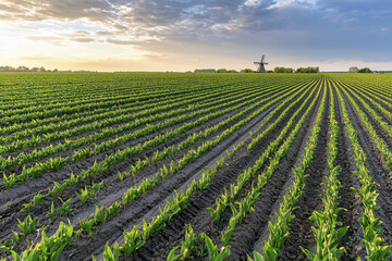 Lush green tulip fields stretch across landscape under beautiful sunset, with windmill in distance