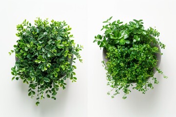 Obraz premium Bringing Nature Indoors: Stylish Wall-Mounted Planters Isolated On White Background