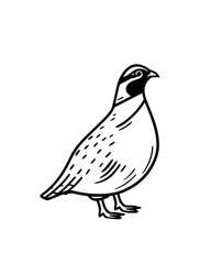 Obraz premium Elegant vector illustration of quail, perfectly suited for nature-themed projects, invitations, and educational materials. Ideal for those seeking stylish and minimalist bird art.